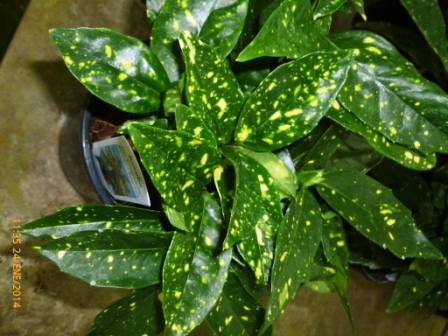[Foto de planta, jardin, jardineria]