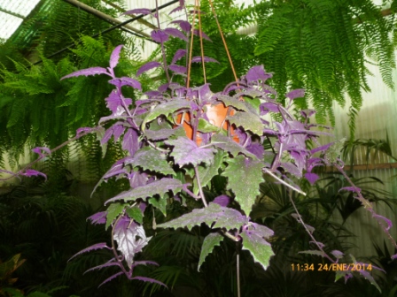 [Foto de planta, jardin, jardineria]