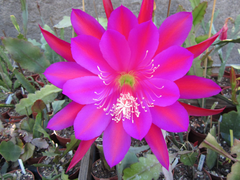 [Foto de planta, jardin, jardineria]