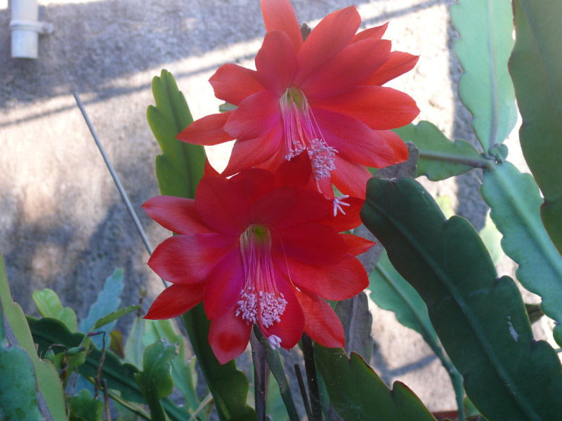 [Foto de planta, jardin, jardineria]
