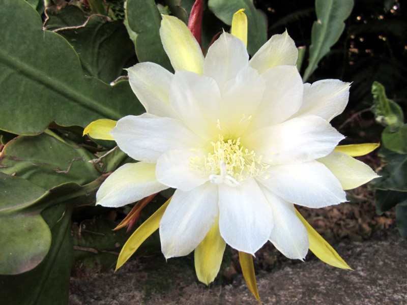 [Foto de planta, jardin, jardineria]