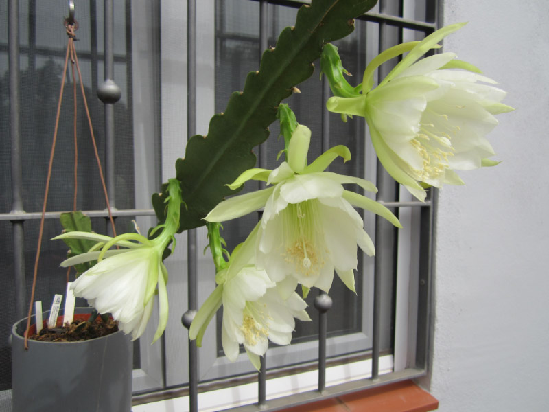 [Foto de planta, jardin, jardineria]