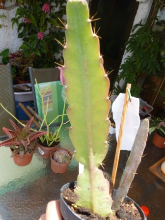 [Foto de planta, jardin, jardineria]