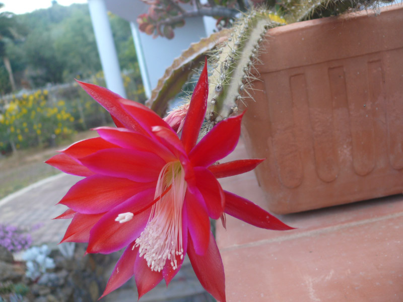 [Foto de planta, jardin, jardineria]