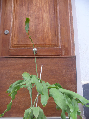 [Foto de planta, jardin, jardineria]
