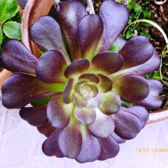 [Foto de planta, jardin, jardineria]