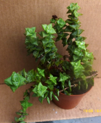 [Foto de planta, jardin, jardineria]