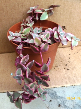 [Foto de planta, jardin, jardineria]