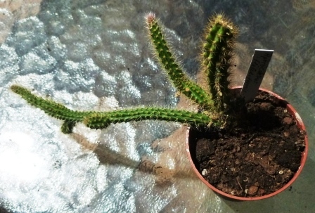 [Foto de planta, jardin, jardineria]