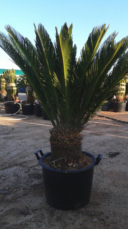 [Foto de planta, jardin, jardineria]