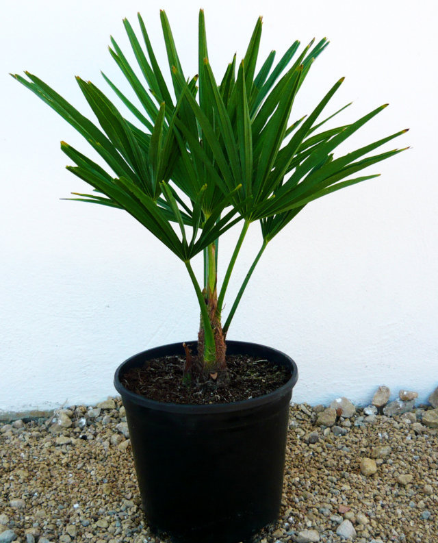 [Foto de planta, jardin, jardineria]