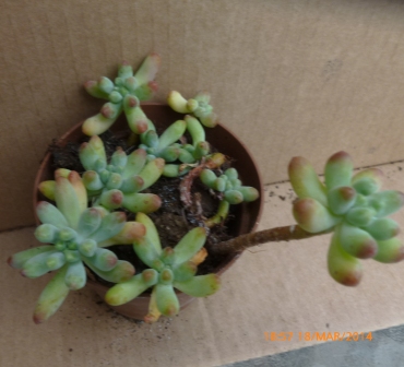 [Foto de planta, jardin, jardineria]