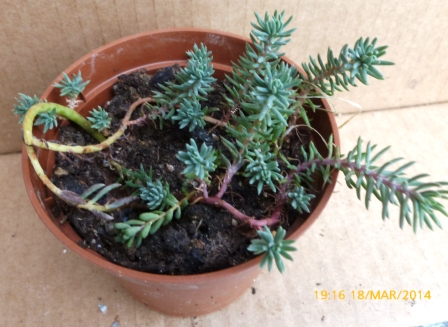 [Foto de planta, jardin, jardineria]