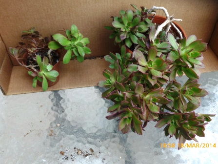 [Foto de planta, jardin, jardineria]