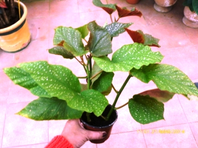 [Foto de planta, jardin, jardineria]