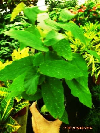[Foto de planta, jardin, jardineria]