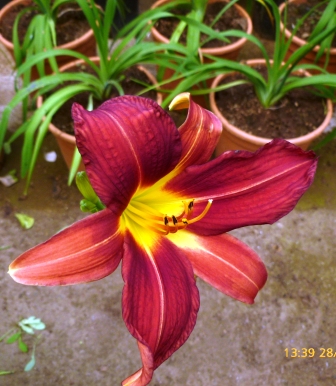 [Foto de planta, jardin, jardineria]