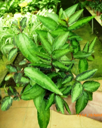 [Foto de planta, jardin, jardineria]