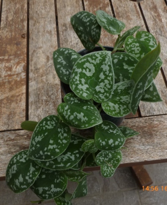 [Foto de planta, jardin, jardineria]