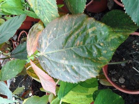 [Foto de planta, jardin, jardineria]