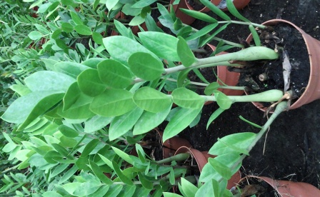 [Foto de planta, jardin, jardineria]