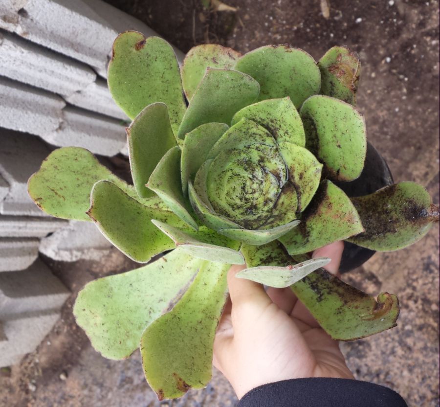 [Foto de planta, jardin, jardineria]