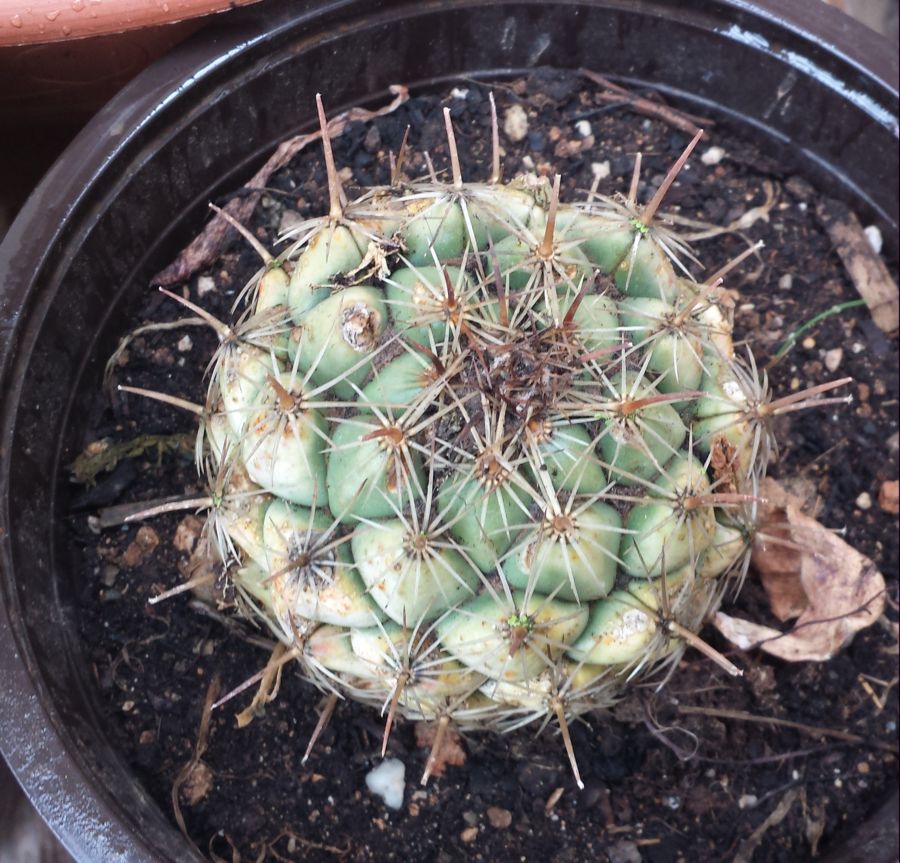 [Foto de planta, jardin, jardineria]