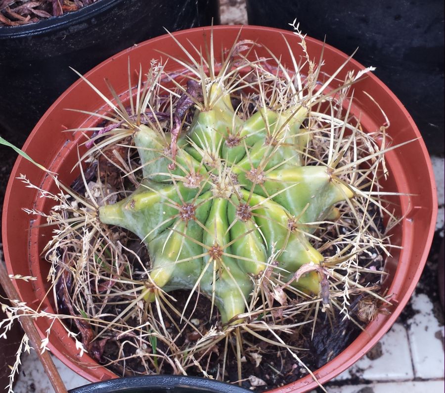 [Foto de planta, jardin, jardineria]