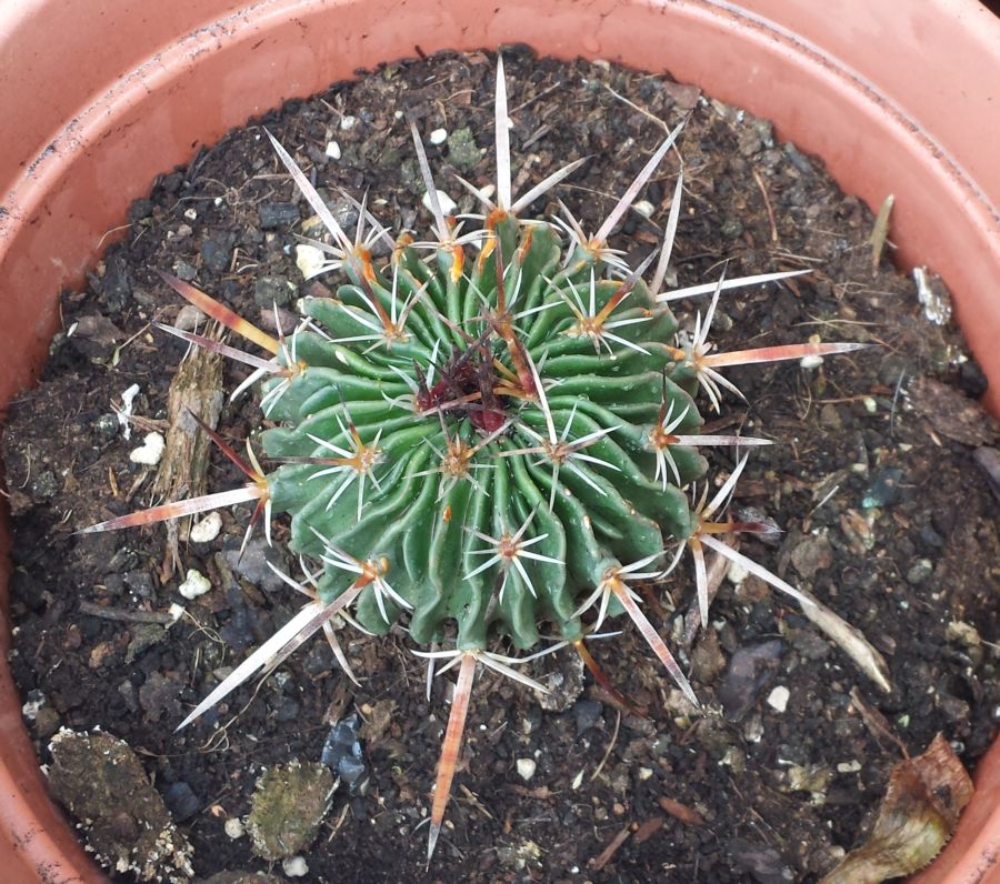 [Foto de planta, jardin, jardineria]