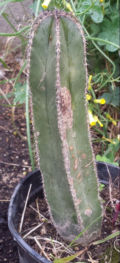 [Foto de planta, jardin, jardineria]