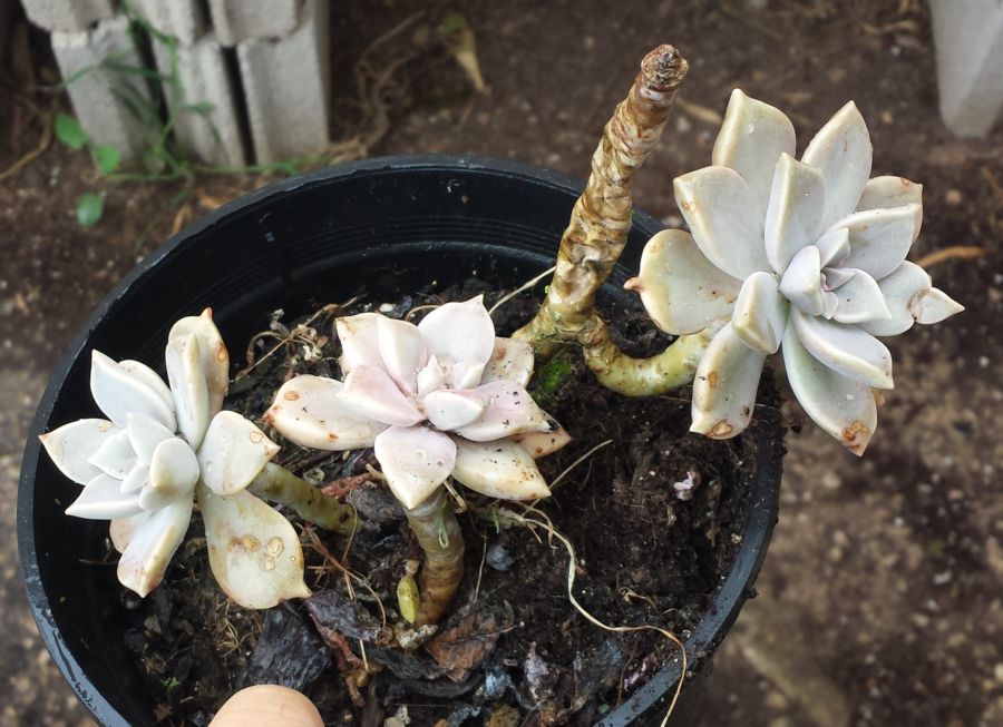 [Foto de planta, jardin, jardineria]