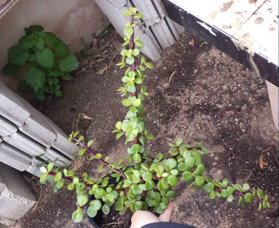 [Foto de planta, jardin, jardineria]