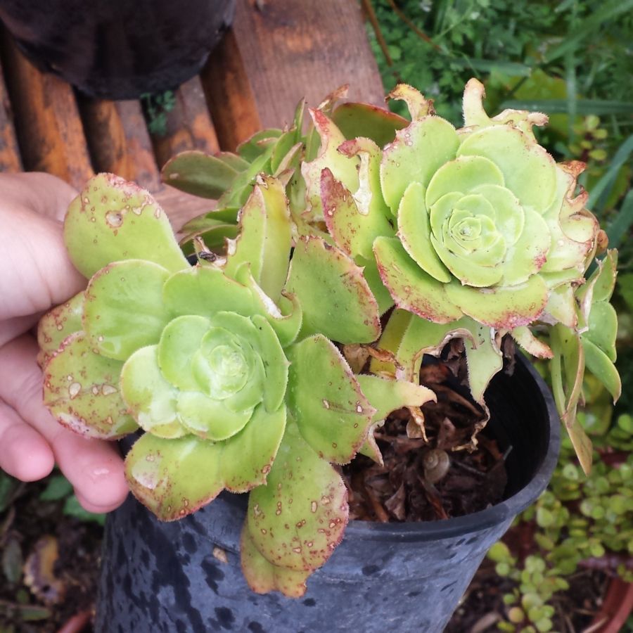 [Foto de planta, jardin, jardineria]