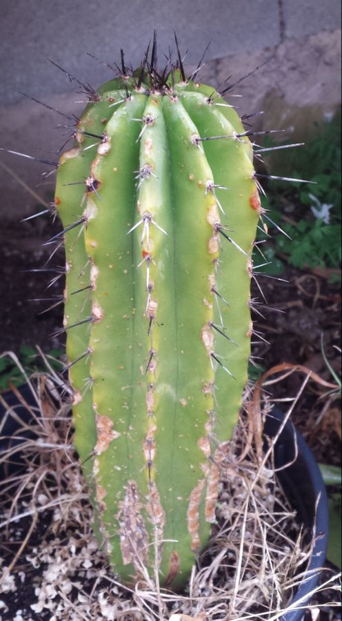 [Foto de planta, jardin, jardineria]
