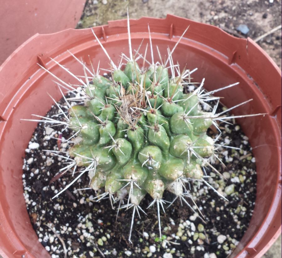 [Foto de planta, jardin, jardineria]