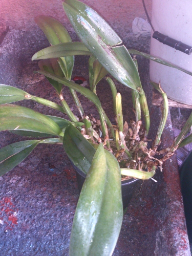 [Foto de planta, jardin, jardineria]