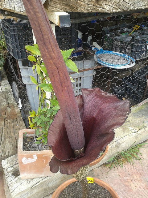 [Foto de planta, jardin, jardineria]