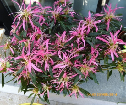 [Foto de planta, jardin, jardineria]