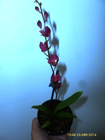 [Foto de planta, jardin, jardineria]