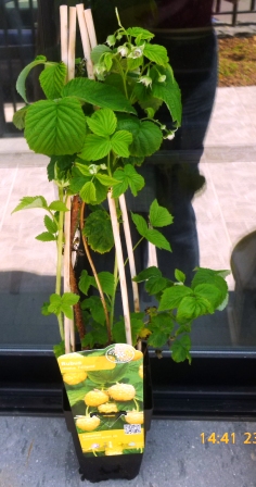 [Foto de planta, jardin, jardineria]