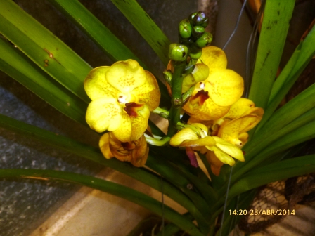 [Foto de planta, jardin, jardineria]