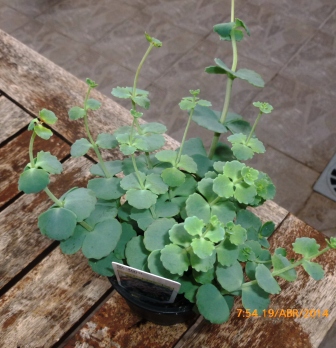 [Foto de planta, jardin, jardineria]
