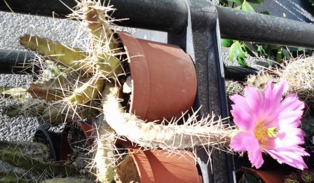 [Foto de planta, jardin, jardineria]