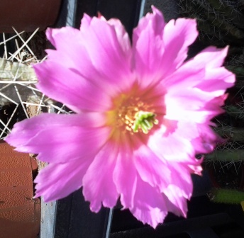 [Foto de planta, jardin, jardineria]