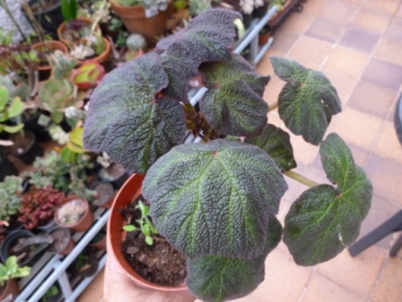 [Foto de planta, jardin, jardineria]