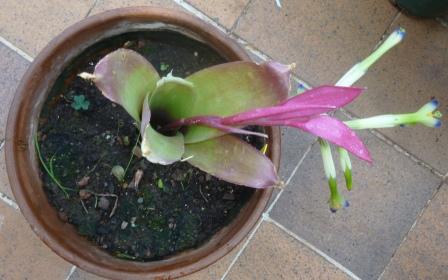 [Foto de planta, jardin, jardineria]