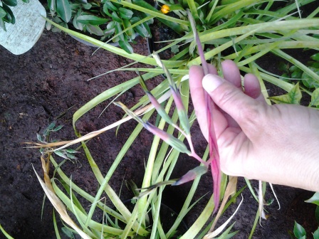 [Foto de planta, jardin, jardineria]