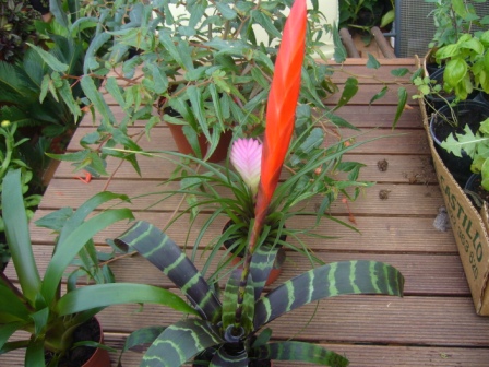 [Foto de planta, jardin, jardineria]