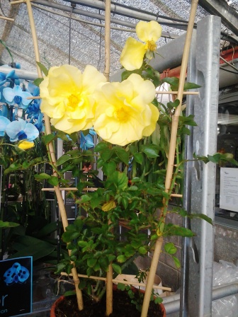 [Foto de planta, jardin, jardineria]