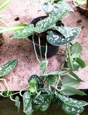 [Foto de planta, jardin, jardineria]